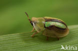 Shield Beetle (Cassida vittata)