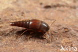 Sepedophilus testaceus