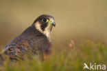 Slechtvalk (Falco peregrinus)