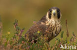 Slechtvalk (Falco peregrinus)