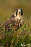 Slechtvalk (Falco peregrinus)