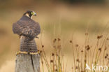 Slechtvalk (Falco peregrinus)