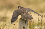 Slechtvalk (Falco peregrinus)