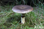 Gomphidius glutinosus