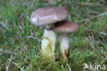Gomphidius glutinosus