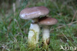 Gomphidius glutinosus