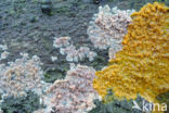 Slime mould (Myxomyceet spec.)