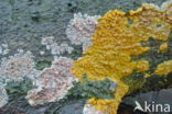 Slime mould (Myxomyceet spec.)