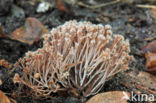 Pterula multifida