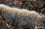 Pterula multifida