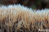 Pterula multifida