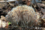 Pterula multifida