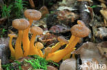 Pterula multifida