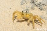 Ghost Crab (Ocypode quadrata)