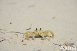 Ghost Crab (Ocypode quadrata)