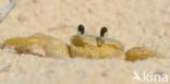 Ghost Crab (Ocypode quadrata)
