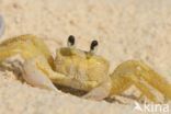 Ghost Crab (Ocypode quadrata)