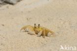 Ghost Crab (Ocypode quadrata)