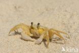 Ghost Crab (Ocypode quadrata)