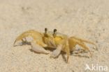 Ghost Crab (Ocypode quadrata)