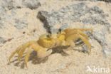 Ghost Crab (Ocypode quadrata)