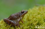 Springkikker (Rana dalmatina)