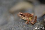 Springkikker (Rana dalmatina)