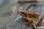 Springkikker (Rana dalmatina)