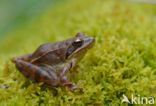 Springkikker (Rana dalmatina)