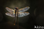 Vagrant Darter (Sympetrum vulgatum)