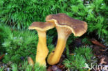 Trumpet Chanterelle (Cantharellus tubaeformis)