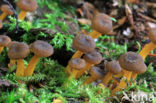 Trumpet Chanterelle (Cantharellus tubaeformis)