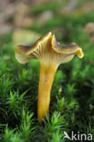 Trumpet Chanterelle (Cantharellus tubaeformis)