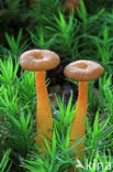 Trumpet Chanterelle (Cantharellus tubaeformis)