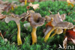 Trumpet Chanterelle (Cantharellus tubaeformis)