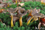 Trechtercantharel (Cantharellus tubaeformis)