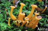 Trumpet Chanterelle (Cantharellus tubaeformis)