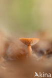 Funnel-cap (Clitocybe spec)