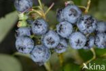 Highbush Blueberry (Vaccinium corymbosum)