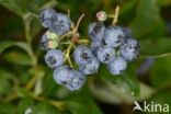 Highbush Blueberry (Vaccinium corymbosum)