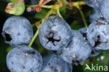 Highbush Blueberry (Vaccinium corymbosum)