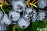 Highbush Blueberry (Vaccinium corymbosum)