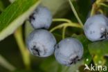 Highbush Blueberry (Vaccinium corymbosum)