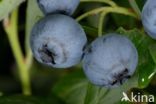 Highbush Blueberry (Vaccinium corymbosum)