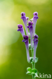Large Skullcap (Scutellaria columnae)