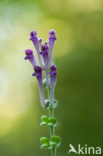 Large Skullcap (Scutellaria columnae)