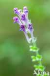 Large Skullcap (Scutellaria columnae)