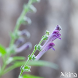 Large Skullcap (Scutellaria columnae)