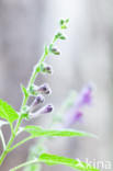 Large Skullcap (Scutellaria columnae)