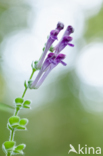 Large Skullcap (Scutellaria columnae)